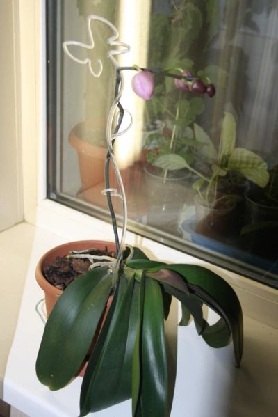 Лот: 4421973. Фото: 1. Орхидея фаленопсис (зацветает). Горшечные растения и комнатные цветы