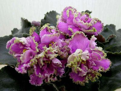 Лот: 7318433. Фото: 1. Детка сортовой фиалки ЛЕ-Анжела... Горшечные растения и комнатные цветы