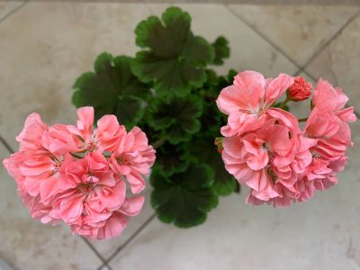 Лот: 15891347. Фото: 1. Пеларгония Odensjo Tintomara... Горшечные растения и комнатные цветы