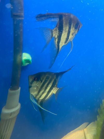 Лот: 18715156. Фото: 1. Скалярии. Рыбки