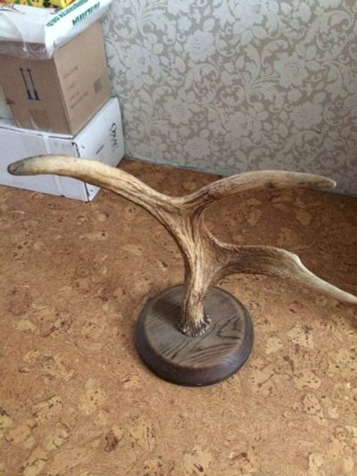 Лот: 17434351. Фото: 1. Рога для интерьера. Другое (предметы интерьера)