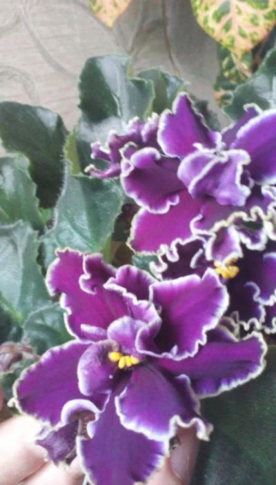 Лот: 25896303. Фото: 1. Лист фиалки укорененный сорт Шато... Горшечные растения и комнатные цветы