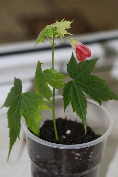 Лот: 2583595. Фото: 1. Абутилон Селло, клен. Горшечные растения и комнатные цветы