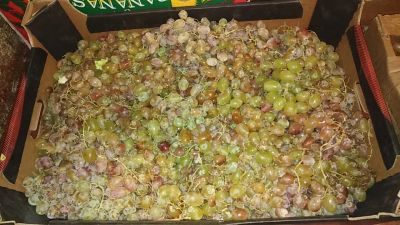 Лот: 14966049. Фото: 1. №5, виноград. Овощи, фрукты, зелень