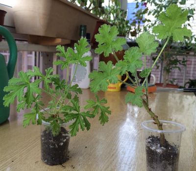 Лот: 3776440. Фото: 1. Пеларгония (герань) душистая... Горшечные растения и комнатные цветы