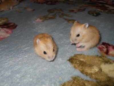 Лот: 6298943. Фото: 1. Джунгарские хомячки. Остальные животные