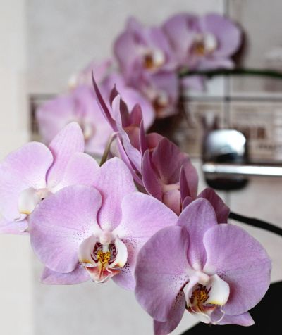 Лот: 11893421. Фото: 1. Орхидея крупная. Горшечные растения и комнатные цветы