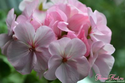 Лот: 15471041. Фото: 1. Пеларгония Ярка (укорененный черенок... Горшечные растения и комнатные цветы