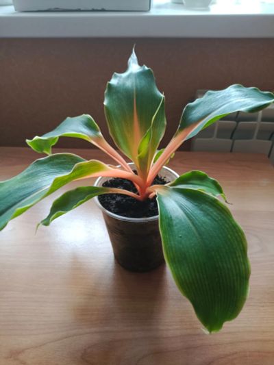 Лот: 25801553. Фото: 1. Хлорофитум Грин Оранж , здоровый... Горшечные растения и комнатные цветы