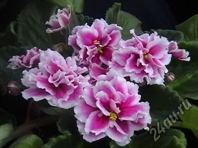 Лот: 4500391. Фото: 1. Детка фиалки ЕК-Подарок на Рождество. Горшечные растения и комнатные цветы