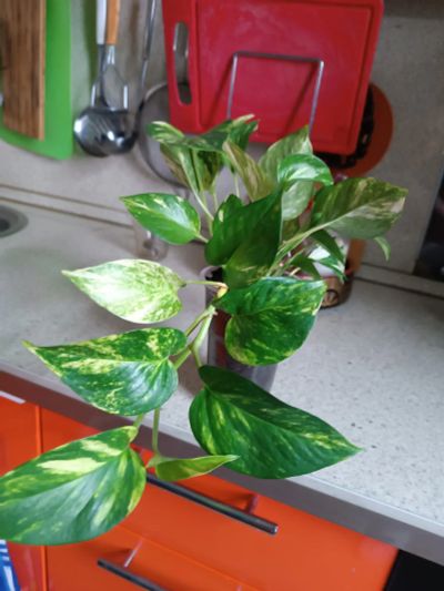 Лот: 25886710. Фото: 1. Сциндапсус Золотой крокодил. Горшечные растения и комнатные цветы