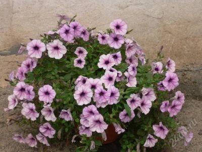 Лот: 1773656. Фото: 1. Петуния Ампельная Easy Wave Plum... Горшечные растения и комнатные цветы