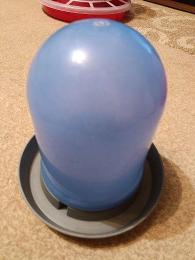 Лот: 25885803. Фото: 1. Поилка для птиц. Птицы