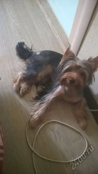 Лот: 5677500. Фото: 1. Йорк. Собаки, щенки