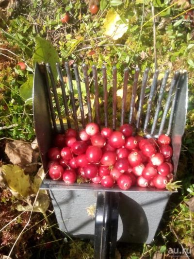 Лот: 4581694. Фото: 1. Клюква. Ягоды, орехи