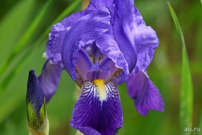 Лот: 17561273. Фото: 1. Ирис фиолетовый многолетний. Садовые цветы