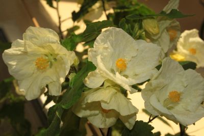 Лот: 4213324. Фото: 1. Абутилон Бэлла сорт Невеста. Горшечные растения и комнатные цветы