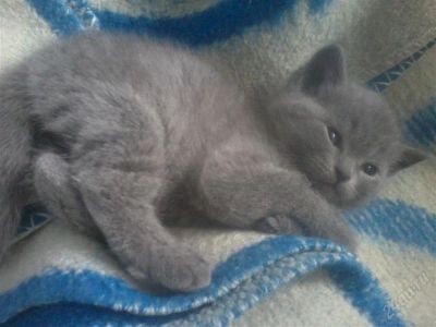 Лот: 1865041. Фото: 1. Британский котенок (девочка -... Кошки, котята