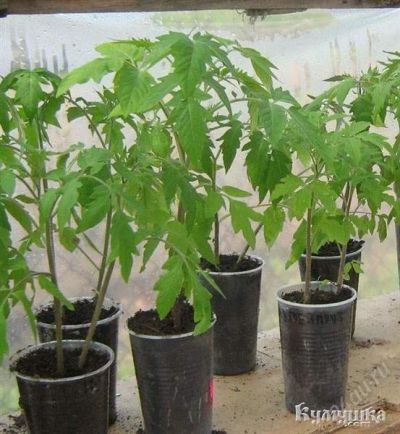 Лот: 2892920. Фото: 1. Рассада томатов остатки в хорошие... Другое (семена, рассада, садовые растения)