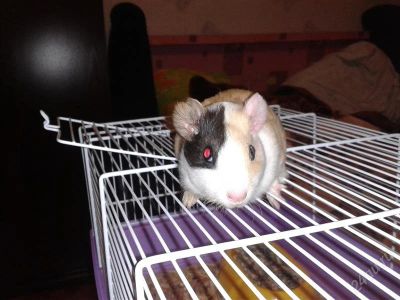 Лот: 2395090. Фото: 1. Морская свинка. Остальные животные