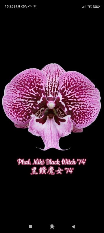 Лот: 21093637. Фото: 1. Орхидея фаленопсис биг-лип Black... Горшечные растения и комнатные цветы