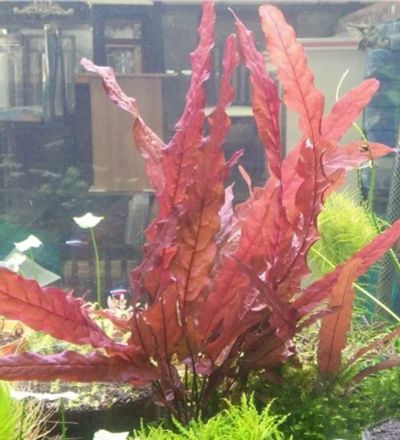 Лот: 20834744. Фото: 1. Барклайя Красная длиннолистная... Водные растения