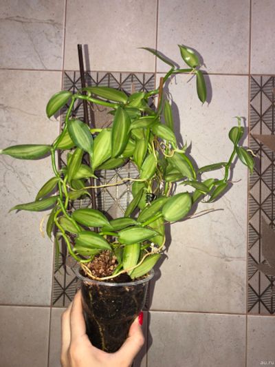 Лот: 14760034. Фото: 1. Орхидея Ваниль вариегатная. Vanilla... Горшечные растения и комнатные цветы