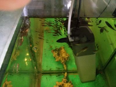 Лот: 4050486. Фото: 1. анциструсы молодь. Рыбки