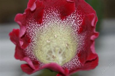 Лот: 2869679. Фото: 1. Глоксиния 14 (цветет). Горшечные растения и комнатные цветы