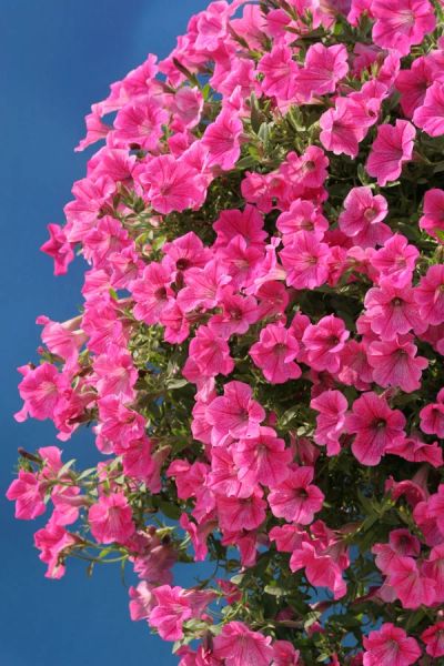 Лот: 3877373. Фото: 1. Сурфиния - гибридная петуния Rose... Горшечные растения и комнатные цветы