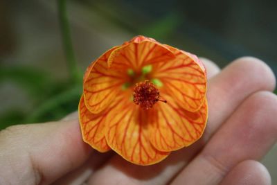 Лот: 4447828. Фото: 1. Абутилон Селло 8. Горшечные растения и комнатные цветы