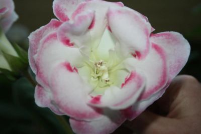 Лот: 4127931. Фото: 1. Глоксиния Мороженое с вареньем... Горшечные растения и комнатные цветы