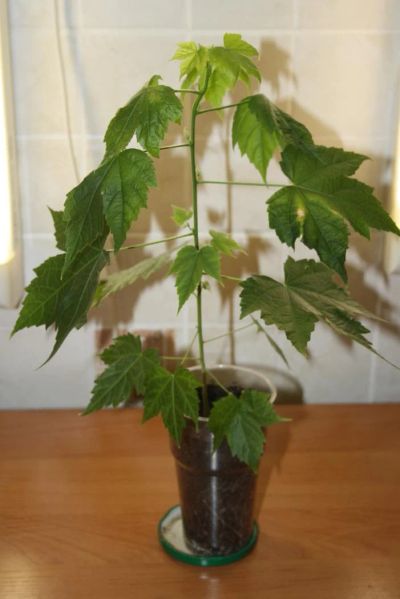 Лот: 4731926. Фото: 1. Абутилон Селло 3 (комнатный клен... Горшечные растения и комнатные цветы