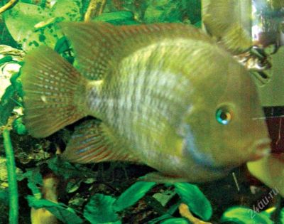 Лот: 751804. Фото: 1. Цихлазома Седжика пара .Возможен... Рыбки