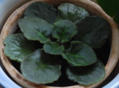 Лот: 4129234. Фото: 1. Фиалка Rosie Ruffles, детка. Горшечные растения и комнатные цветы