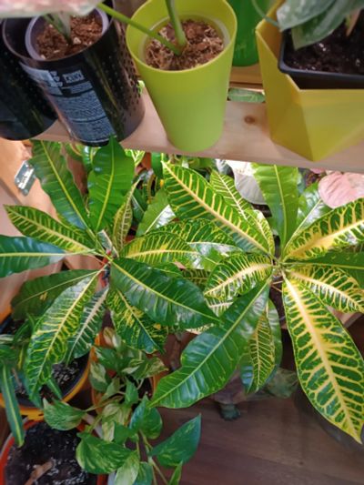 Лот: 25886708. Фото: 1. Кротон Джон Бендер. Горшечные растения и комнатные цветы