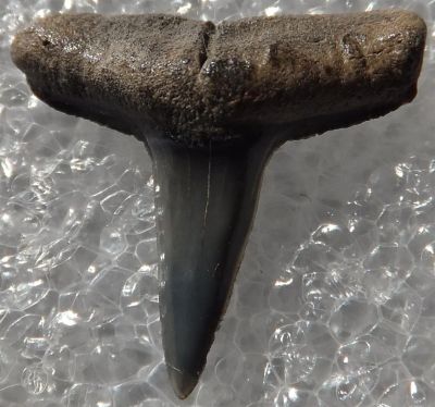Лот: 3127792. Фото: 1. Окаменелый зуб акулы, маленький. Минералы и окаменелости