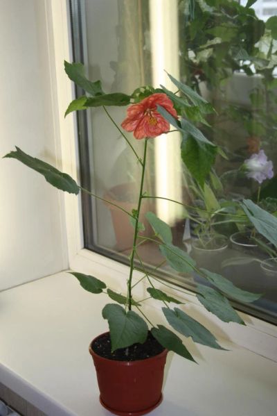 Лот: 4399064. Фото: 1. Абутилон Бэлла красный (цветет... Горшечные растения и комнатные цветы