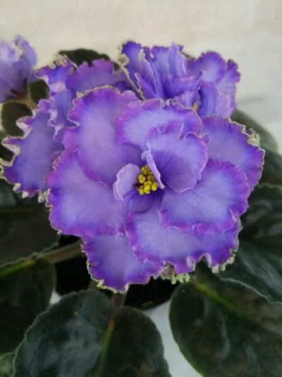 Лот: 13905760. Фото: 1. Фиалка Blue Dragon (LLG/P.Sorano... Горшечные растения и комнатные цветы