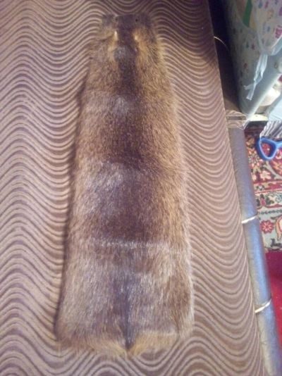 Лот: 11352328. Фото: 1. Шкурка нутрии новая. Работа с кожей