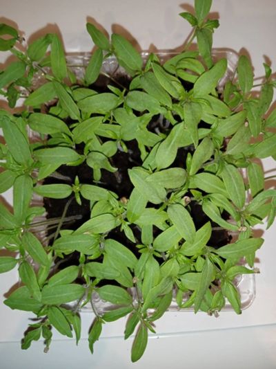 Лот: 20025509. Фото: 1. Рассада помидор. Овощи