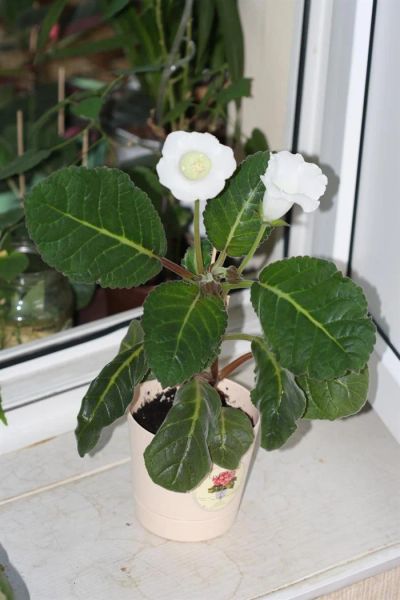 Лот: 3134245. Фото: 1. Глоксиния 12. Горшечные растения и комнатные цветы