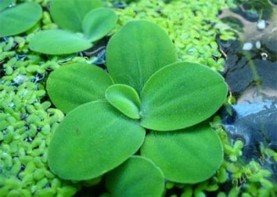 Лот: 1869823. Фото: 1. Пистия и Ряска. Водные растения