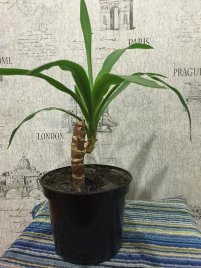 Лот: 8678527. Фото: 1. Юкка 2 года. Горшечные растения и комнатные цветы