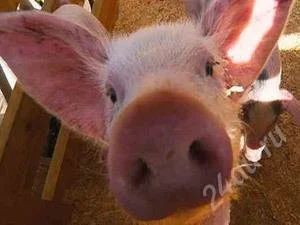 Лот: 8915847. Фото: 1. Продан поросят. Остальные животные