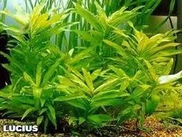 Лот: 1562919. Фото: 1. лимонники и криптокорина, детки. Водные растения