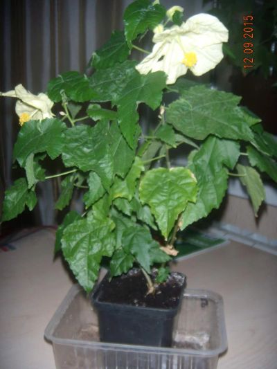 Лот: 5999027. Фото: 1. Абутилон Невеста. Горшечные растения и комнатные цветы
