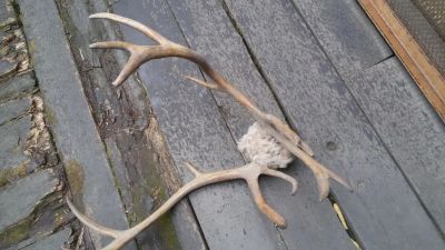 Лот: 11459618. Фото: 1. рога оленя. Чучела животных, рога, шкуры