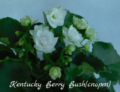 Лот: 8498785. Фото: 1. Мини фиалка сортовая Kentucky... Горшечные растения и комнатные цветы