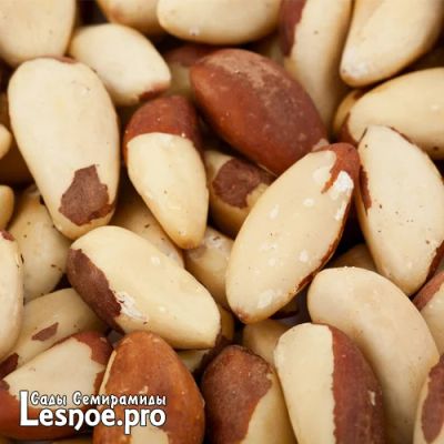 Лот: 6554145. Фото: 1. Бразильский орех из Боливии, 1... Ягоды, орехи